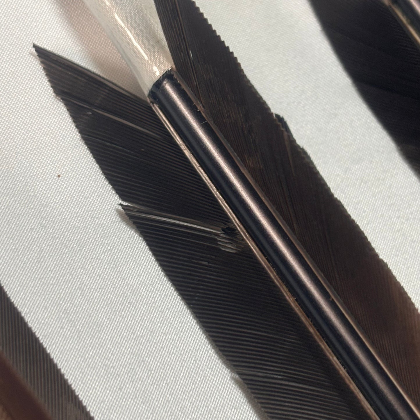 【訳アリ特価品】 2015 犬手羽 六つ矢 【羽長15.0cm】